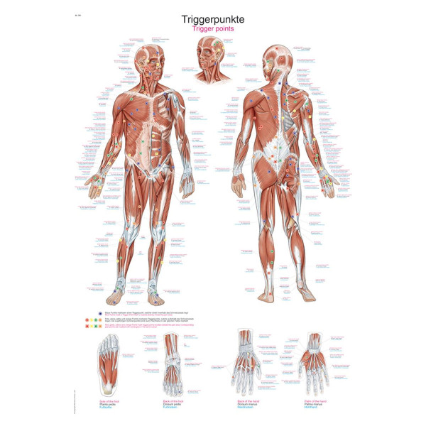 Erler - Zimmer Lehrtafel Triggerpunkte 70 x 100 cm