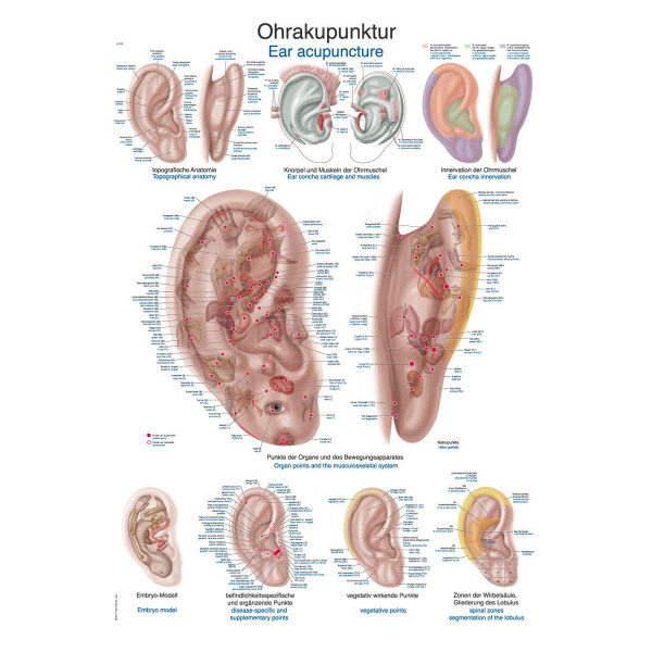 Erler - Zimmer Lehrtafel Ohrakupunktur 70 x 100 cm