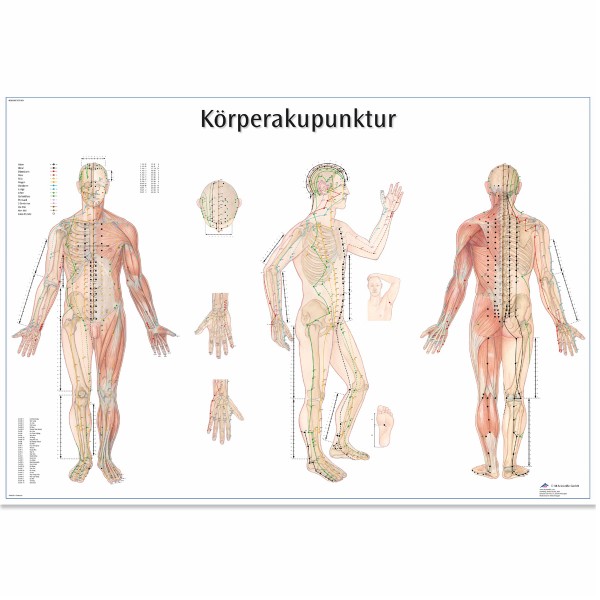 3B Scientific Lehrtafel der Körperakupunktur